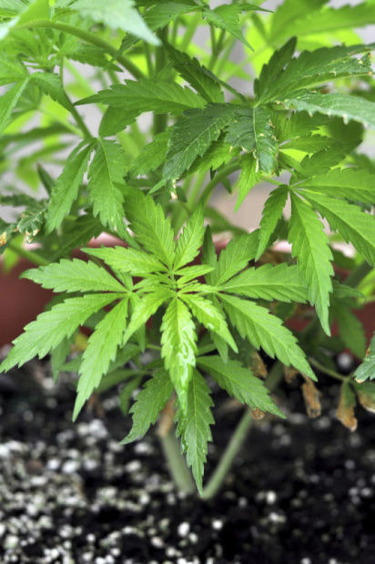 cannabis marijuana.jpg